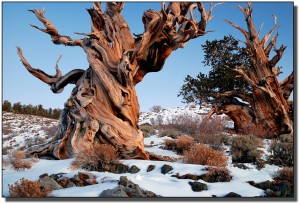 bristlecone pine tree