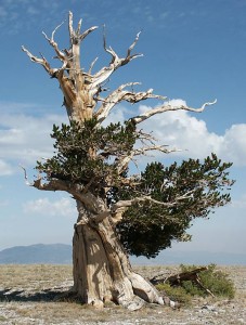 bristlecone pine tree