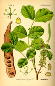 carob-tree-floiage-and-fruit-illustration